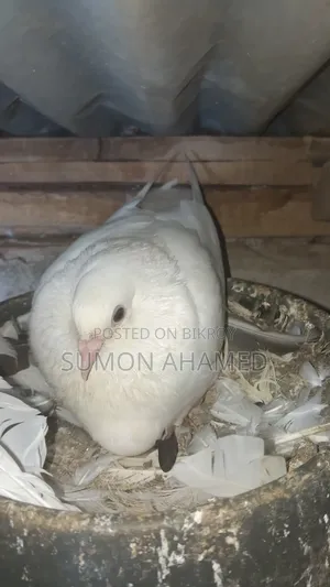 Grizel, White Bombay, and Gribaj Pigeons