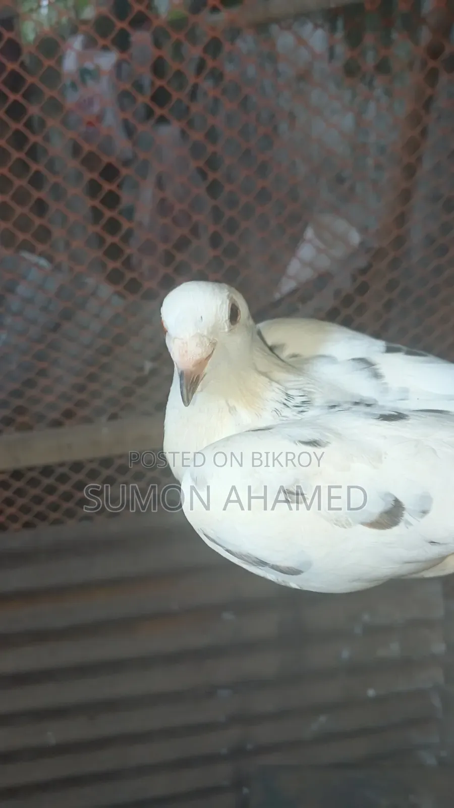 Grizel, White Bombay, and Gribaj Pigeons