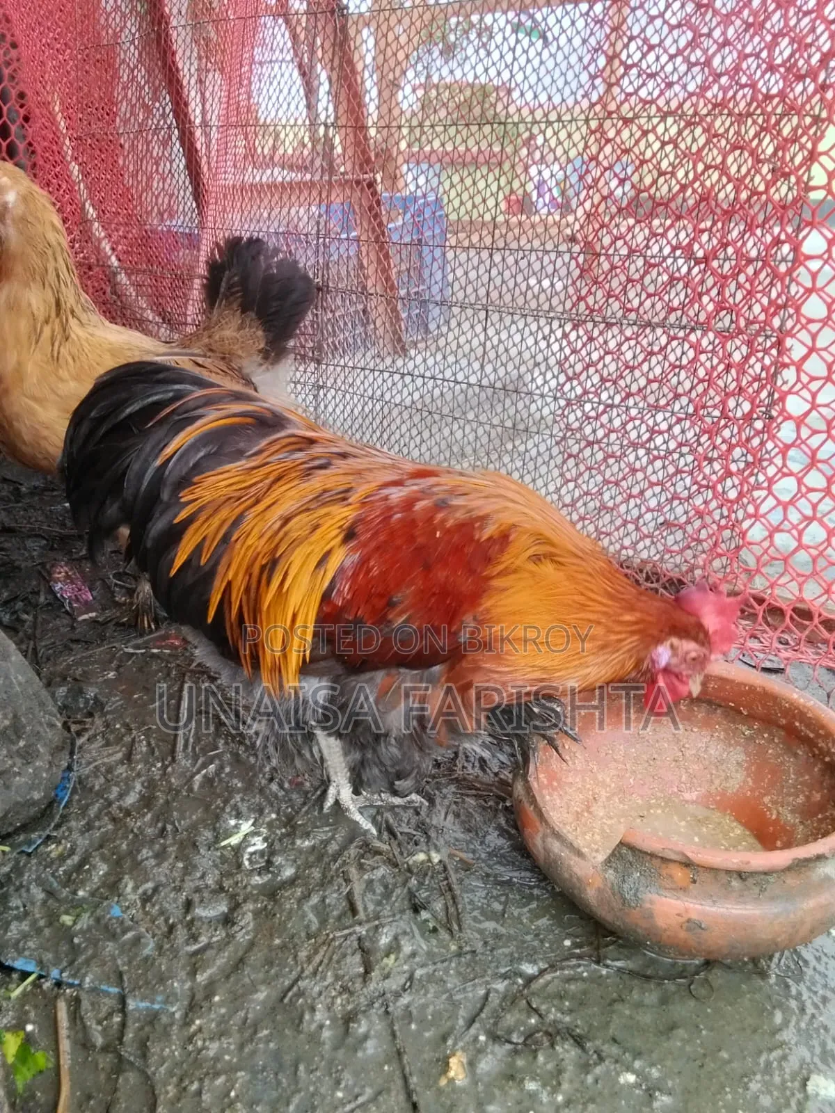 ব্রহ্মা মুরগি