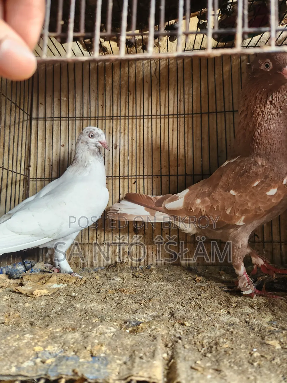 Beautiful Pair