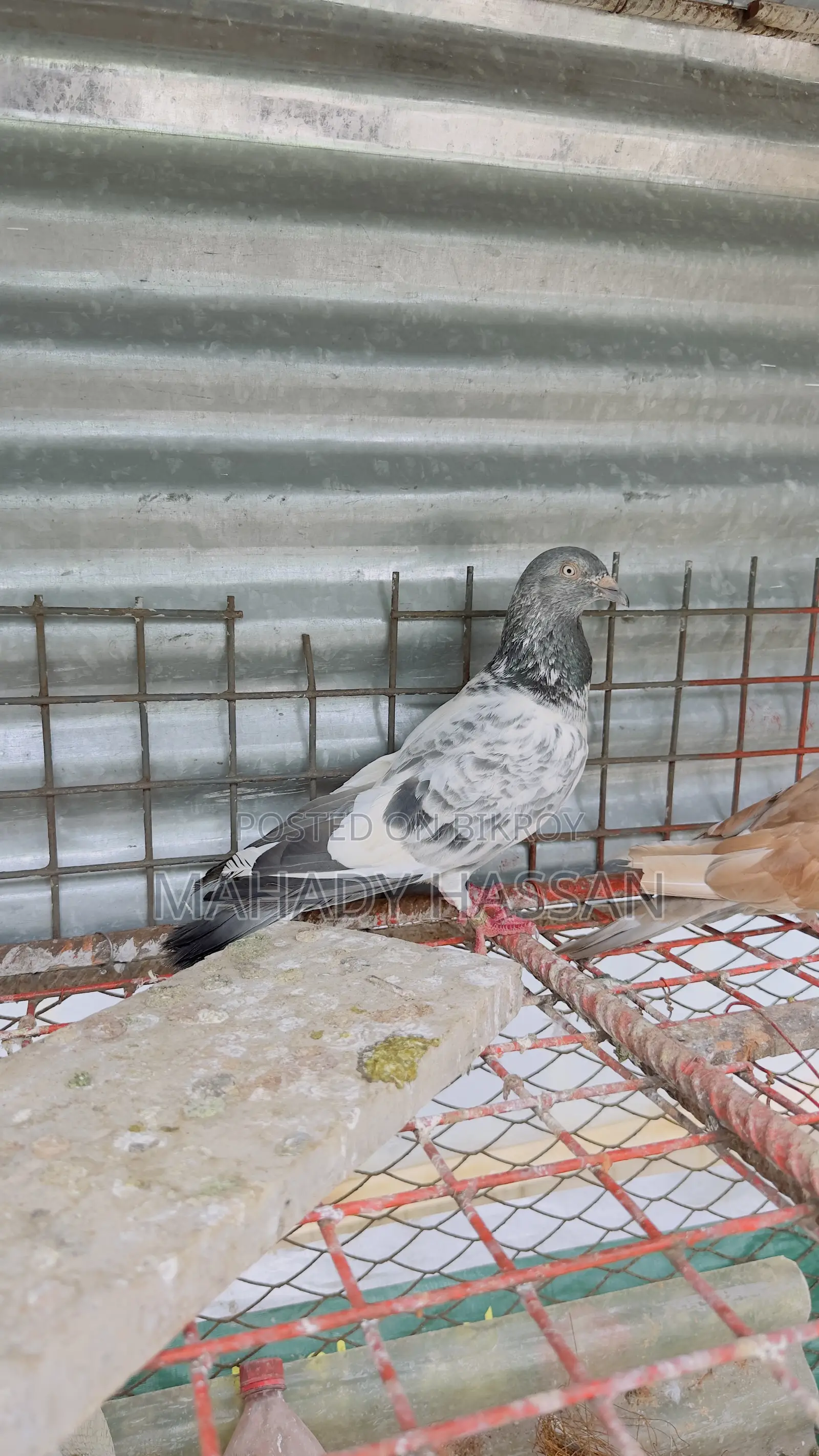 Pigeon for Sale