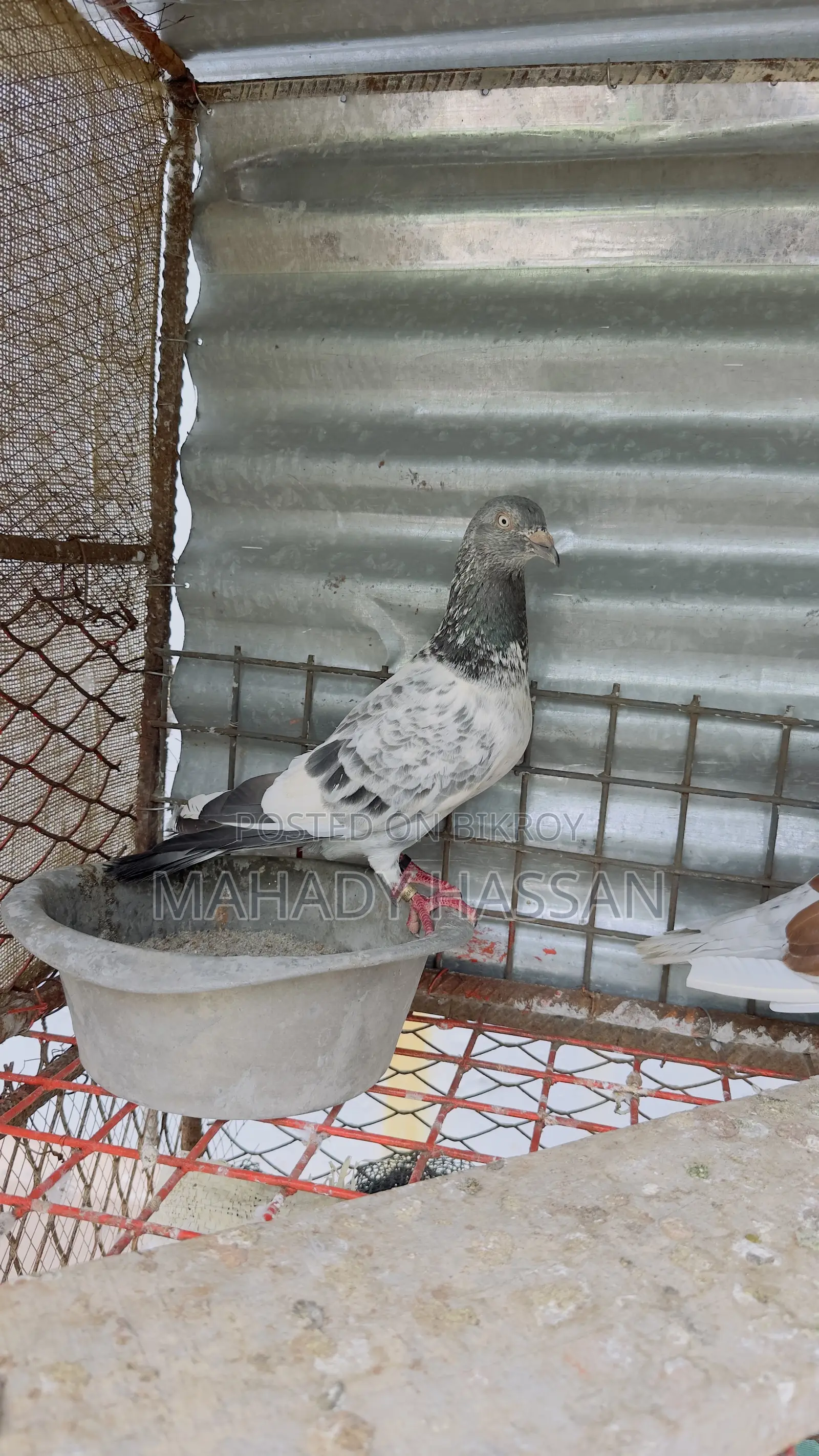 Pigeon for Sale