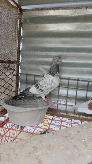 Pigeon for Sale