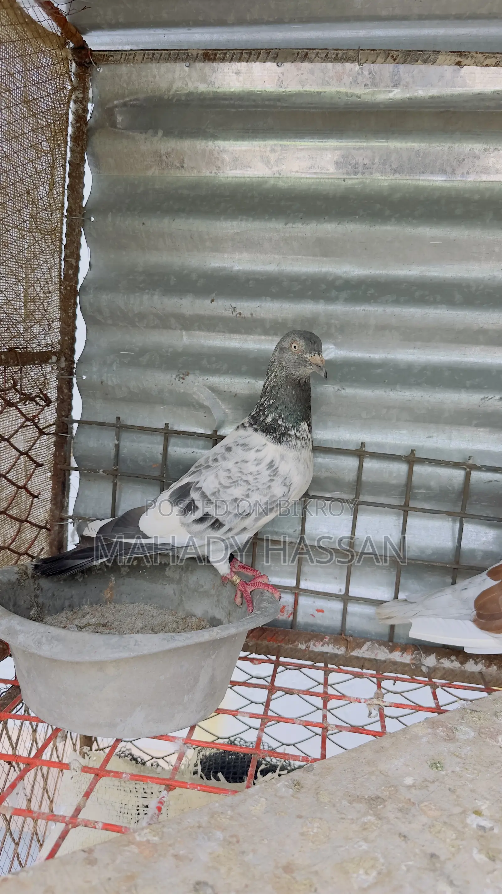 Pigeon for Sale