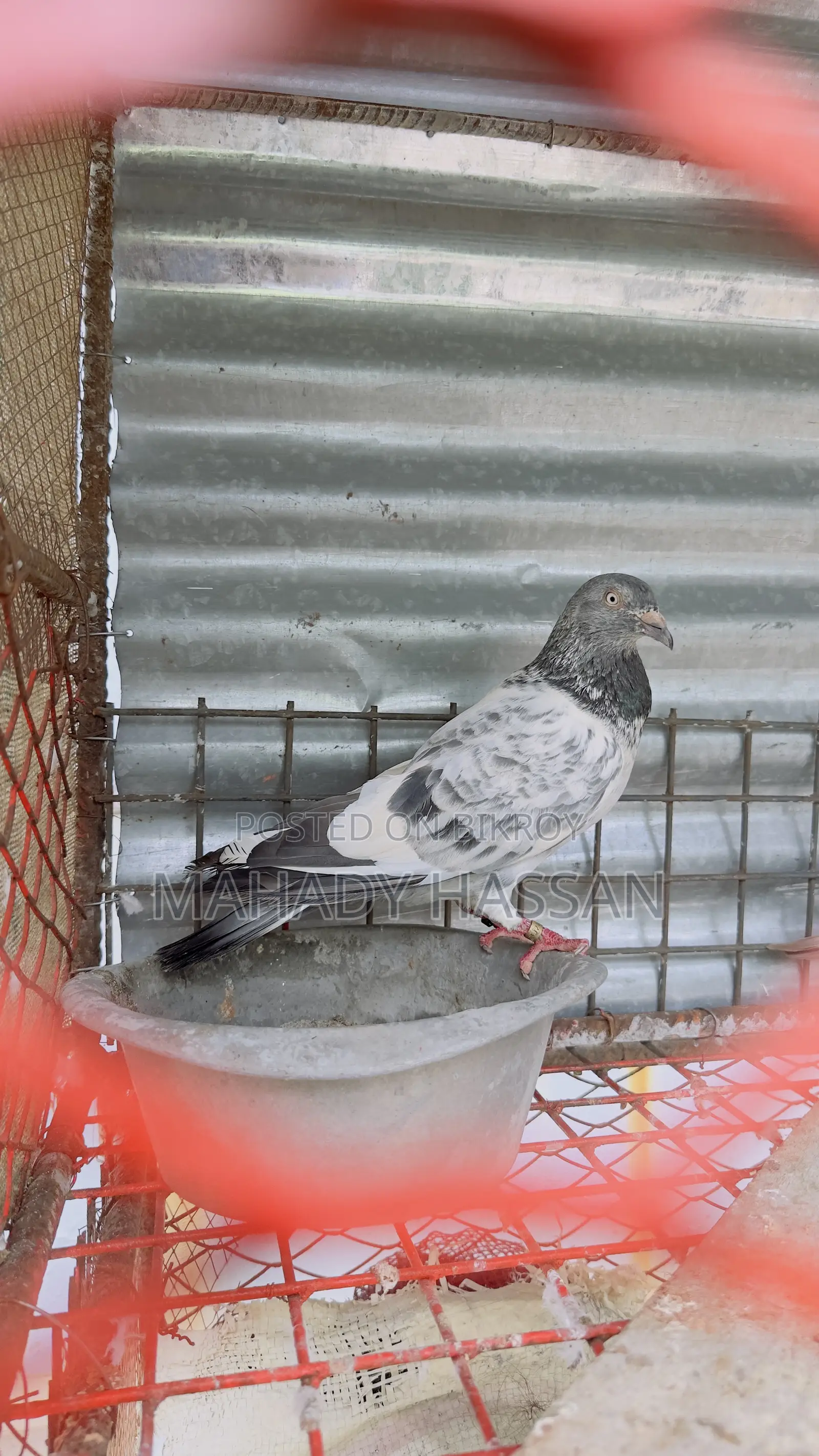 Pigeon for Sale