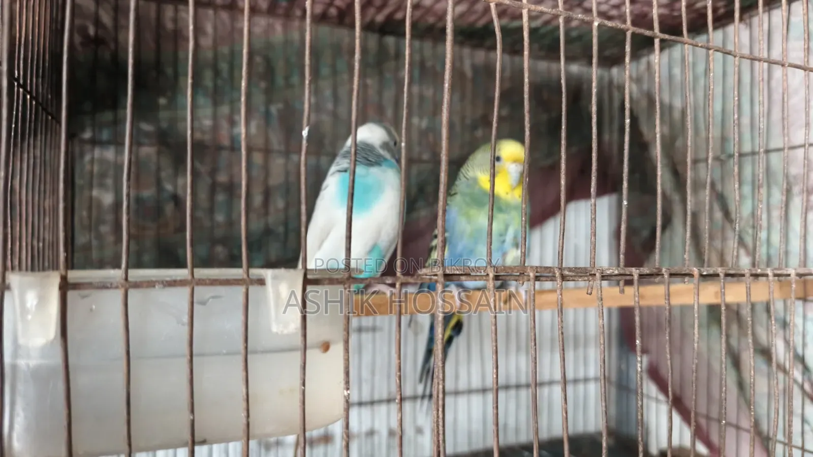2 Pairs of Running Budgie Birds