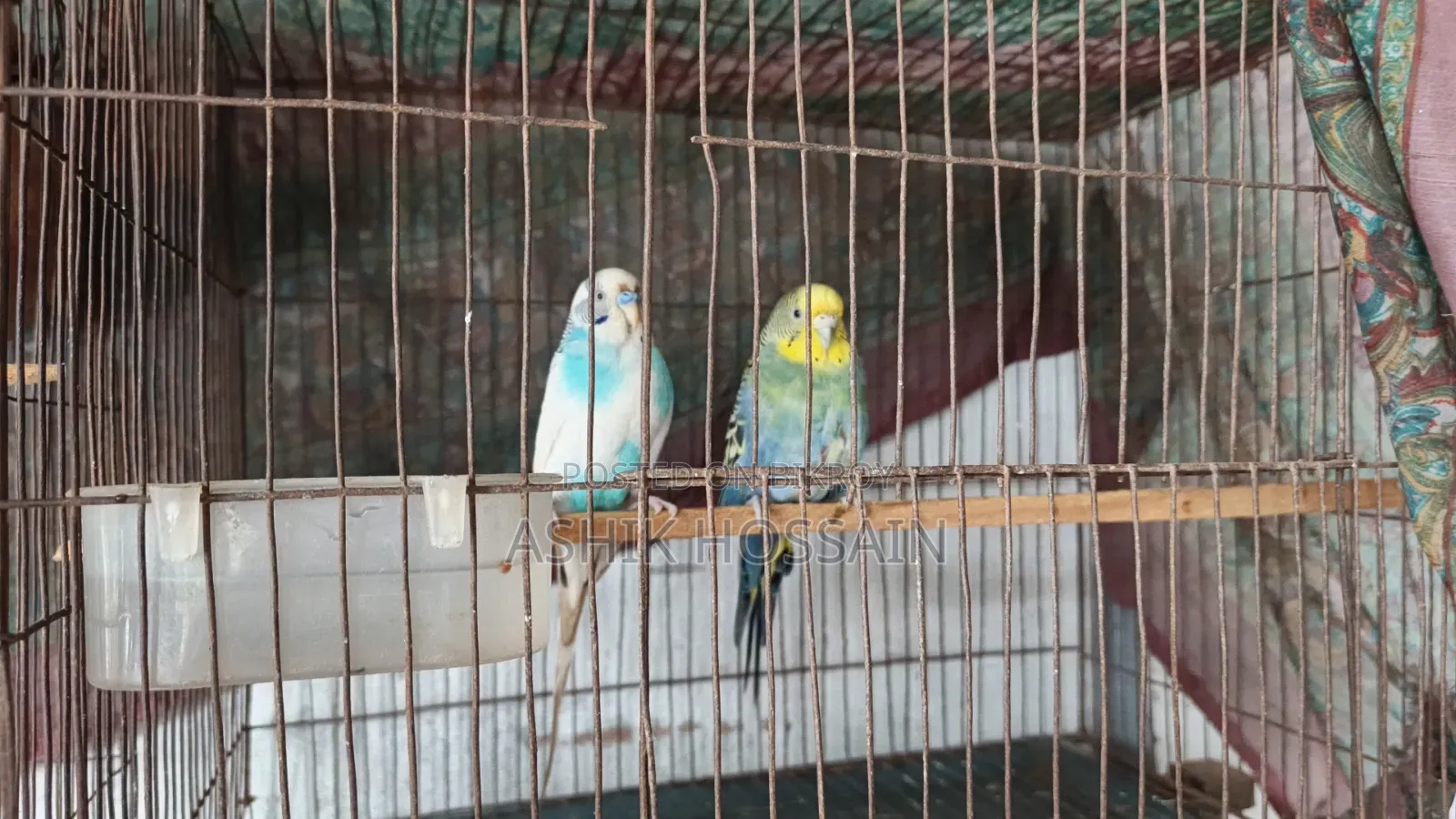 2 Pairs of Running Budgie Birds