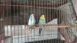 2 Pairs of Running Budgie Birds