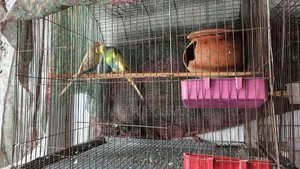 2 Pairs of Running Budgie Birds