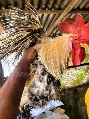 Sell Post Fillback hen and rooster for sale.