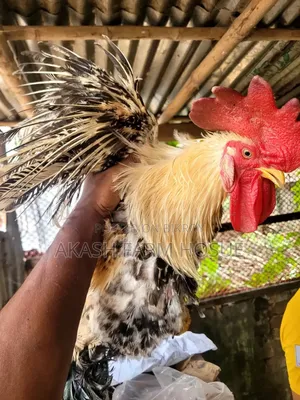 সেল পোস্ট ফিল ব্যাক মুরগি এবং মোরগ বিক্রি করা হবে।