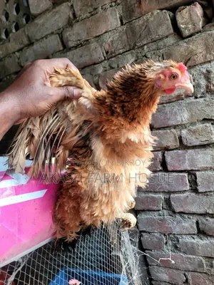 সেল পোস্ট ফিল ব্যাক মুরগি এবং মোরগ বিক্রি করা হবে।