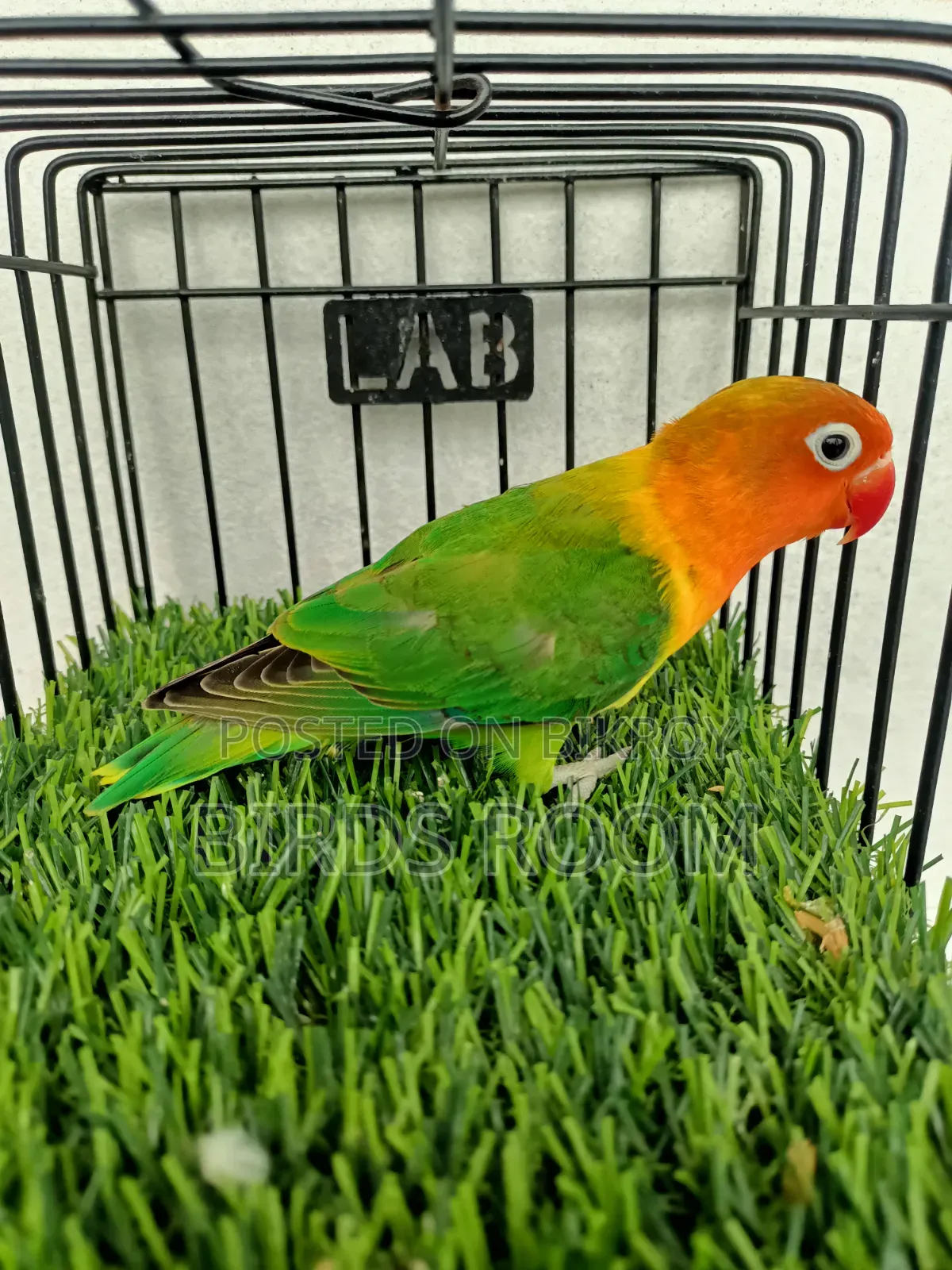 Love Bird Male