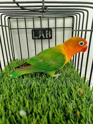 Love Bird Male