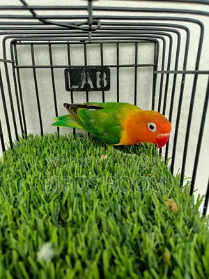 Love Bird Male