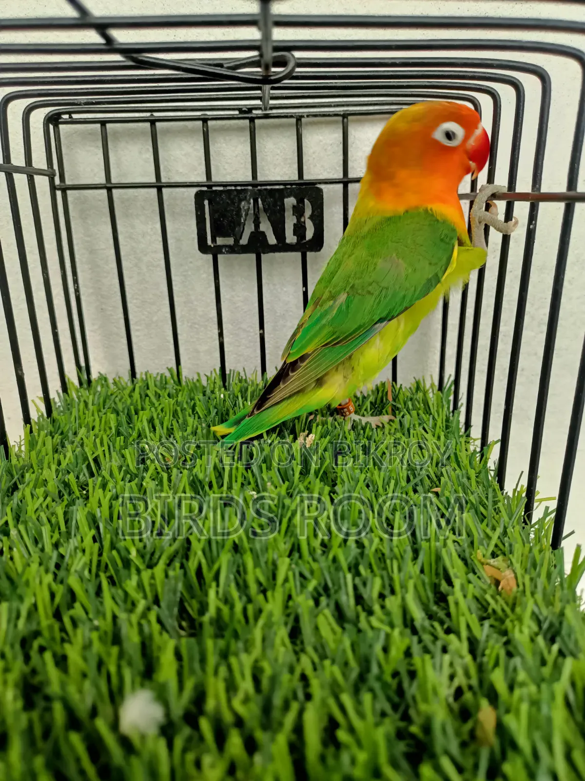 Love Bird Male