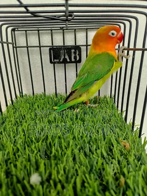 Love Bird Male