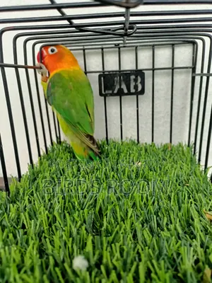 Love Bird Male