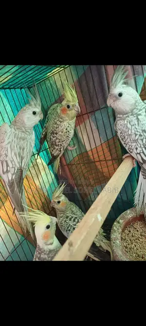 Cockatiel Bird