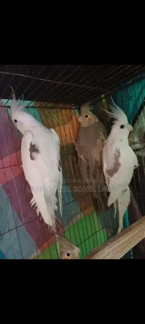 Cockatiel Bird