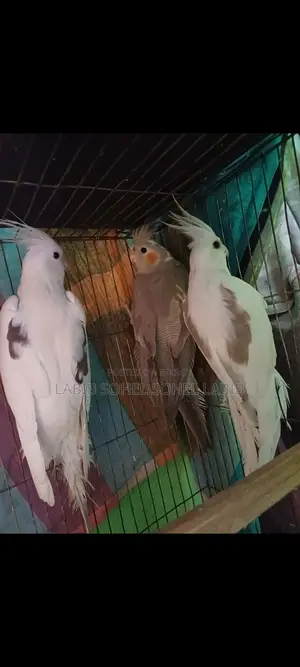 Cockatiel Bird