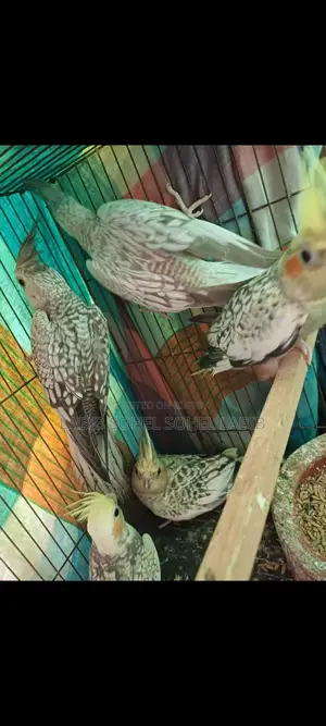 Cockatiel Bird
