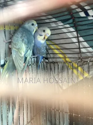 1 Pair of Budgie Birds for Sale