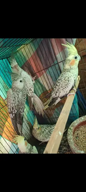 Cockatiel Bird