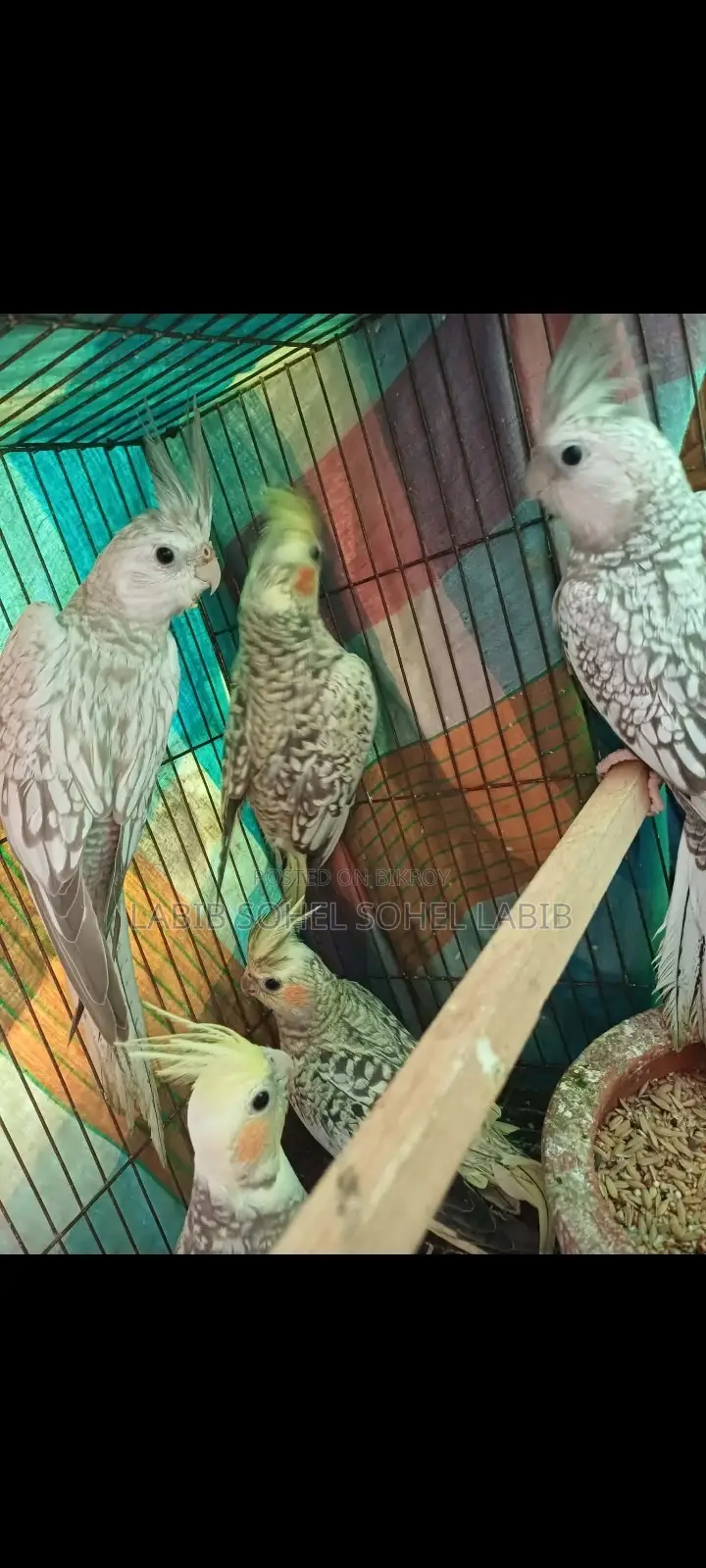 Cockatiel Bird