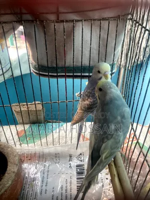 1 Pair of Budgie Birds for Sale