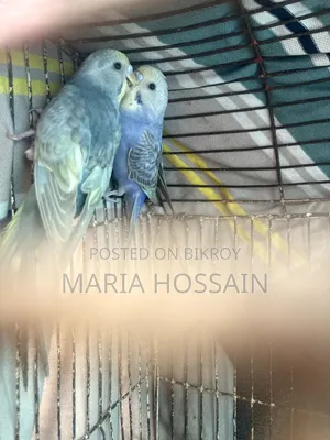 1 Pair of Budgie Birds for Sale