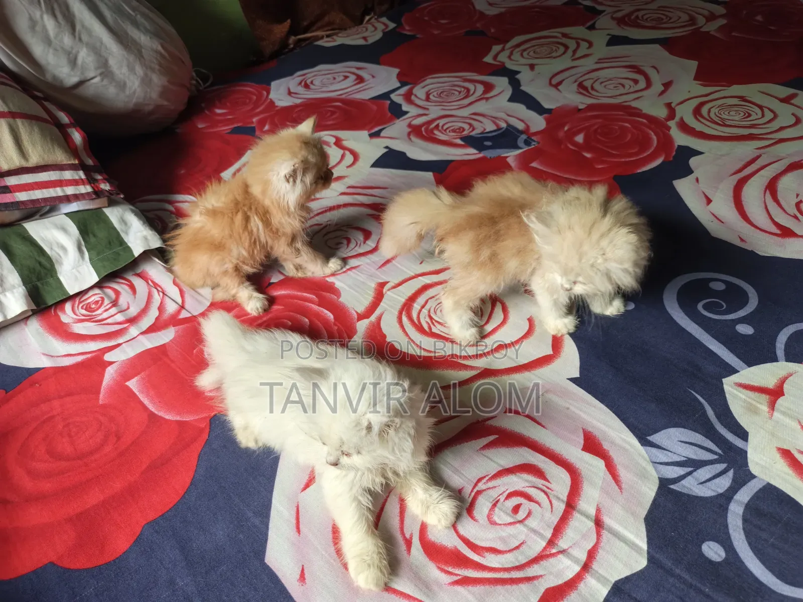 1-3 Months Female Purebred Persian