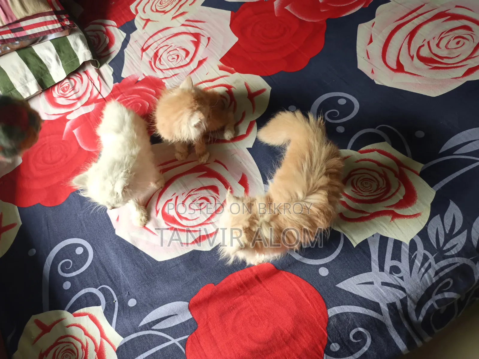 1-3 Months Female Purebred Persian