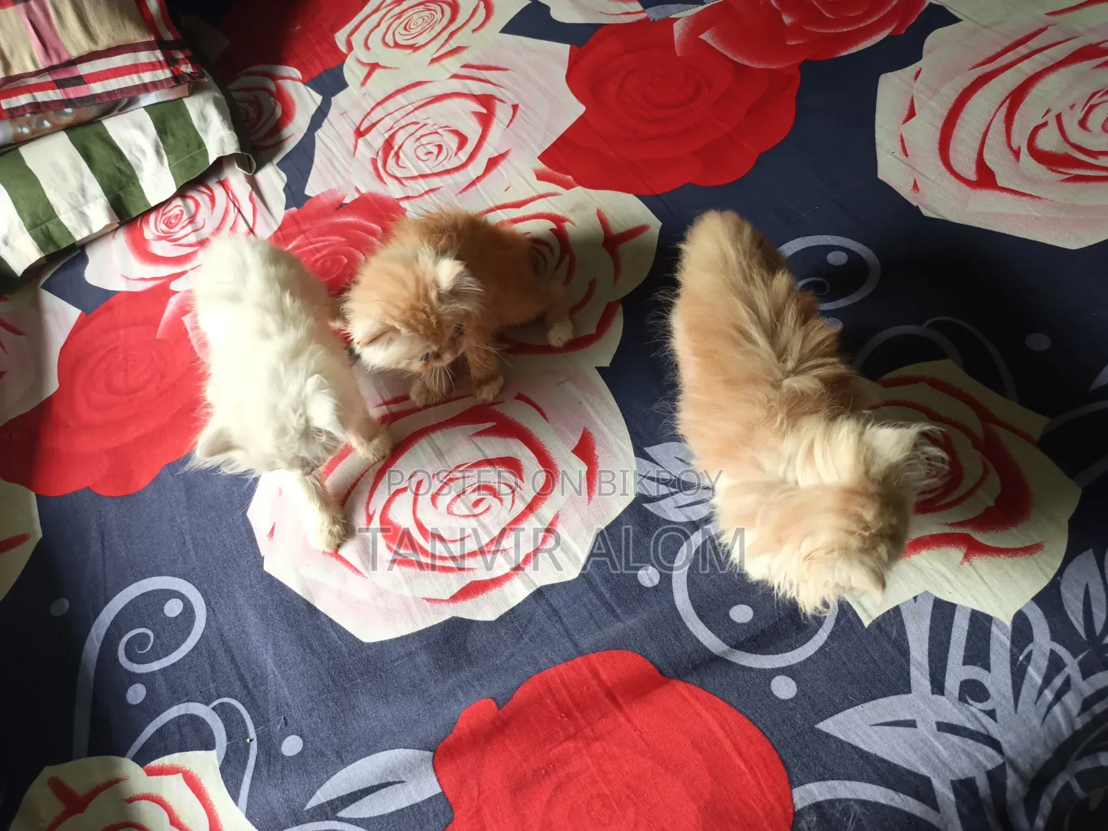 1-3 Months Female Purebred Persian