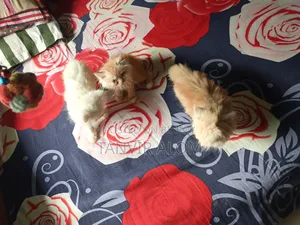 1-3 Months Female Purebred Persian