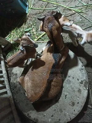 Goat for sale with kid