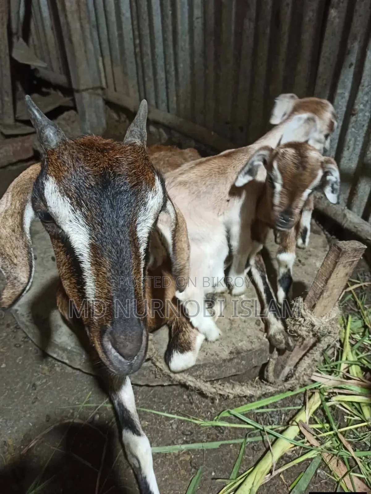 Goat for sale with kid