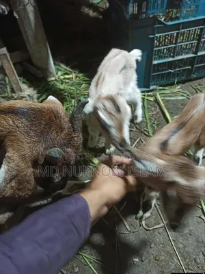 Goat for sale with kid