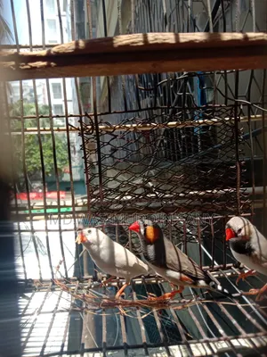 3 Zebra Finch birds for sale