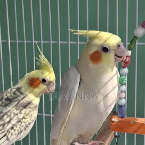 Cocktail Pair