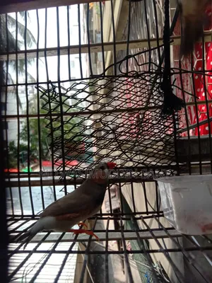3 Zebra Finch birds for sale