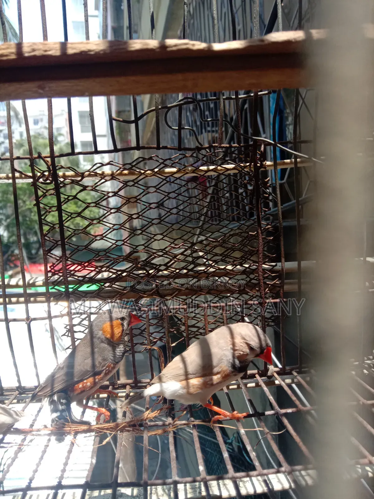 3 Zebra Finch birds for sale