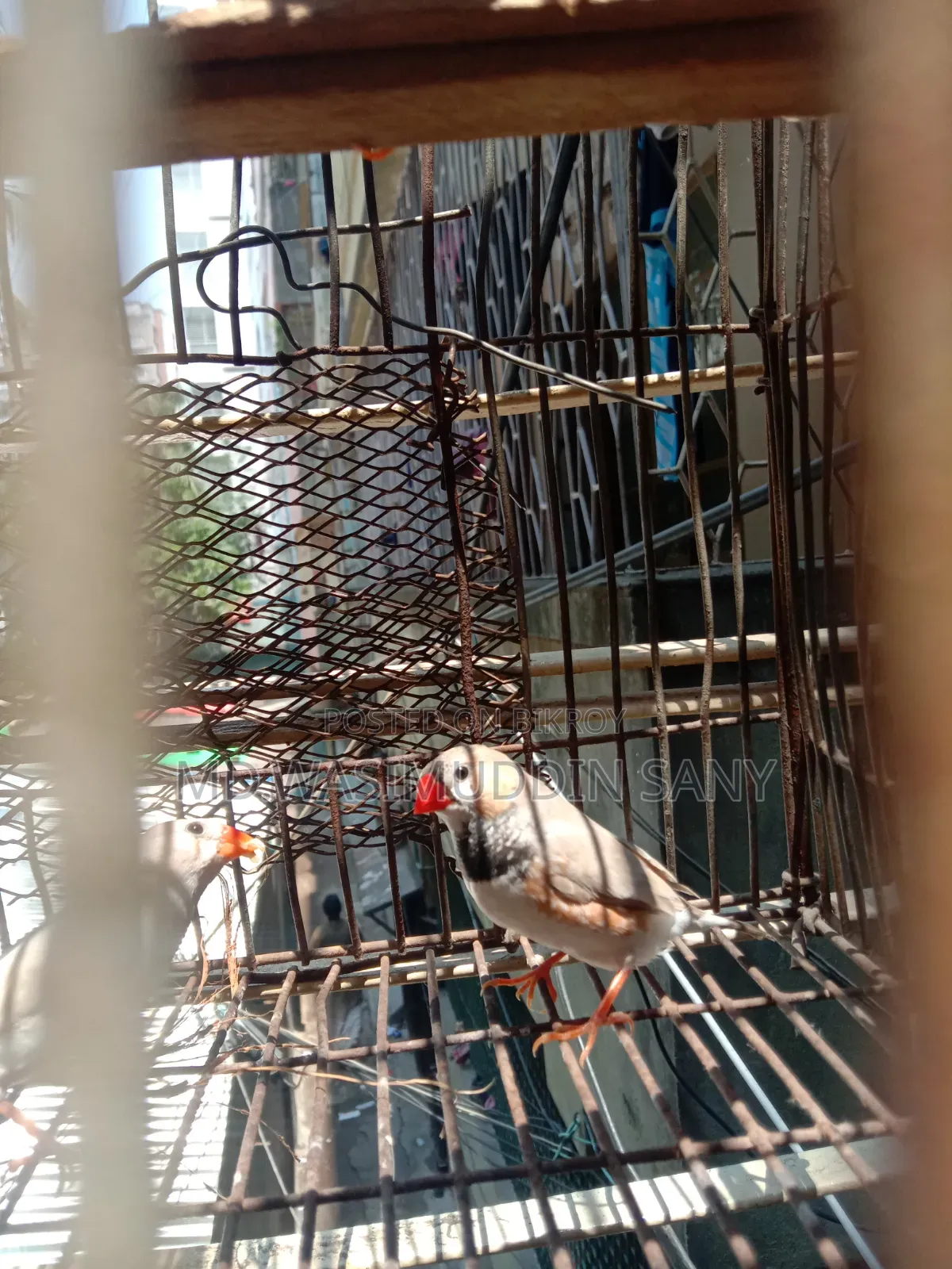 3 Zebra Finch birds for sale