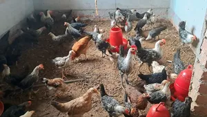 ফাওমি মুরগী বিক্রি করা হবে।