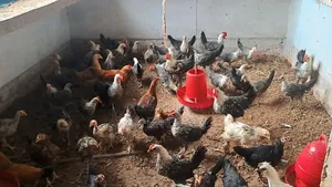 ফাওমি মুরগী বিক্রি করা হবে।