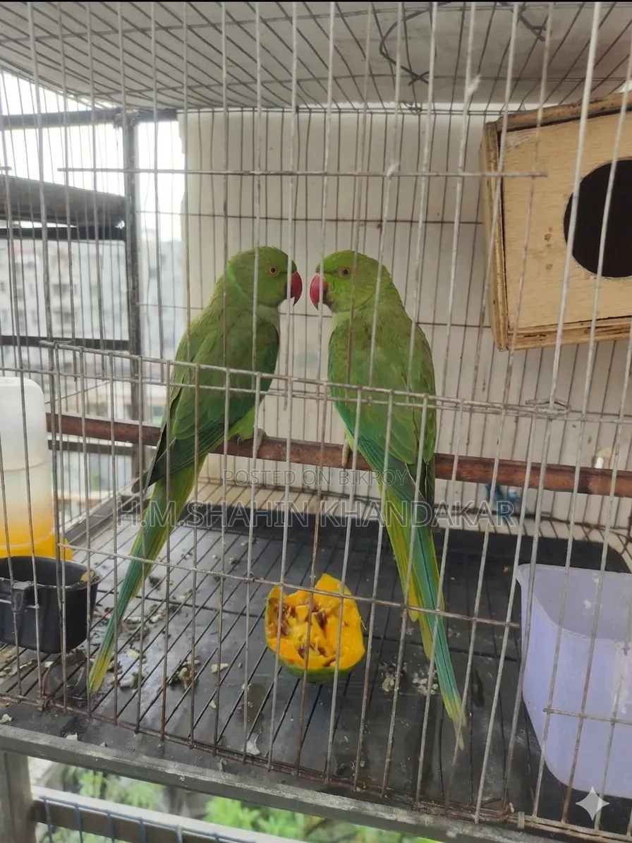 Indian Ringneck Parrot
