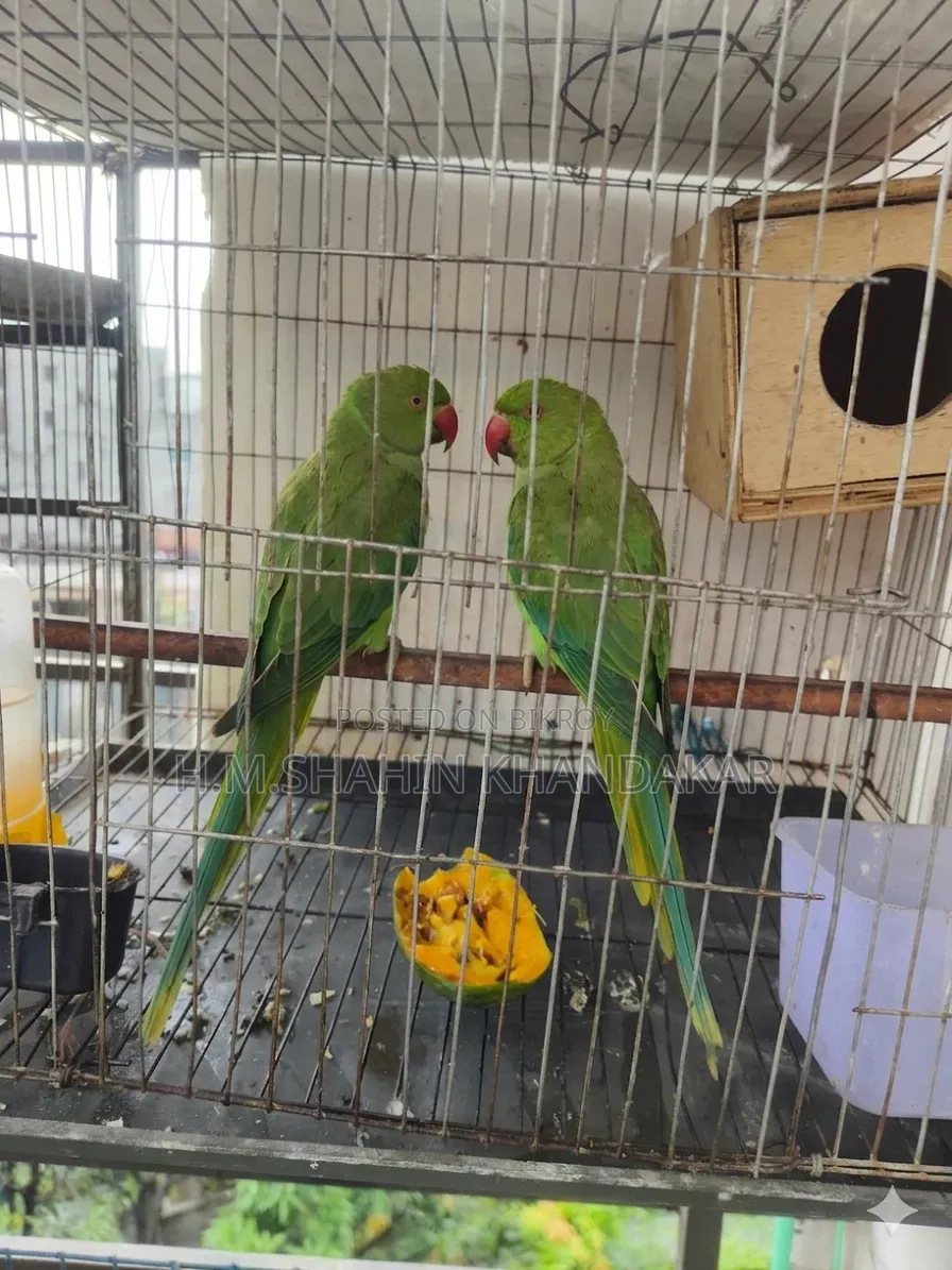 Indian Ringneck Parrot
