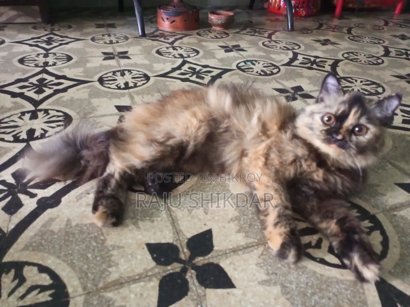 6-12 Months Female Purebred Persian