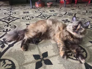 6-12 Months Female Purebred Persian