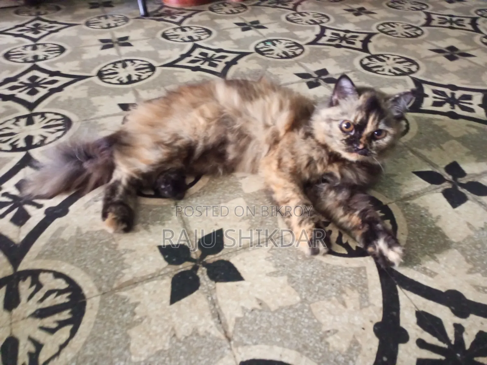 6-12 Months Female Purebred Persian